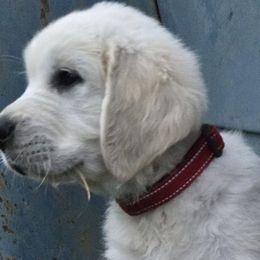 Red Collar - Boy 5 - Golden Retriever puppy from Lightning Oak Acres