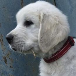 Red Collar - Boy 5 - Golden Retriever puppy from Lightning Oak Acres