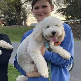 Bernedoodles from Bollinger Pups