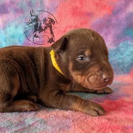 Male 1 - Yellow Collar - Red and rust male Doberman Pinscher puppy in Spencer, Indiana from Jackson's Dobermans