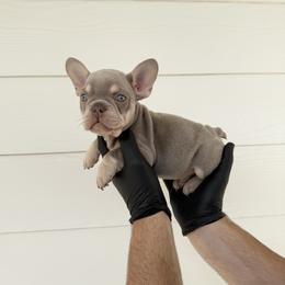 Green Boy - Black and tan male French Bulldog puppy in Dawsonville, Georgia from Baros Kennel