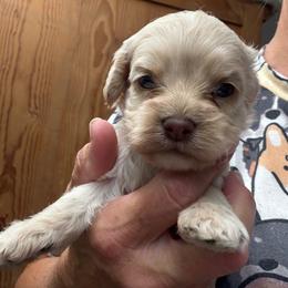 Buff brown nose - Buff female Cockapoo puppy in Haines City, Florida from Camic Cockapoos