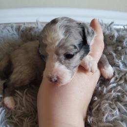Aussiedoodle Puppies from Down Under Doodles