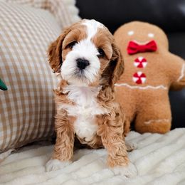 Peaches - Red and white female Cockapoo puppy in Connersville, Indiana from Dessie's Doodles