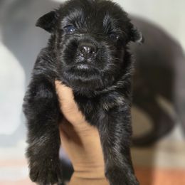 Odin - Orange Collar Boy - Black and red male German Shepherd puppy in Hawthorne, Florida from Lace's High Flying German Shepherds And Golden Retrievers