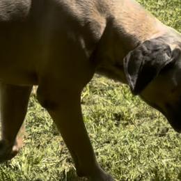 Cane Corso from 948 Cane Corso