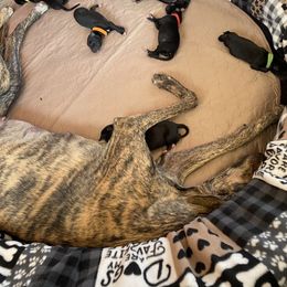 Greyhound Puppies from Trapple's Custom K-9's