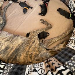 Greyhound Puppies from Trapple's Custom K-9's