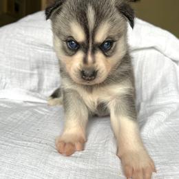 Boy 1 - Black and white male Alaskan Klee Kai puppy in Klamath Falls, Oregon from Nordic Mini Huskys