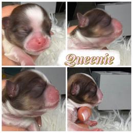 Queenie - Liver and white female Shih Tzu puppy in Colorado Springs, Colorado from Shih Tzu’s  ‘N’ Love
