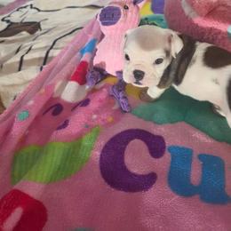 7 - Red and white female Bulldog puppy in Sarasota, Florida from Chazzerdog Bulldogs