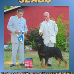 Rottweiler All Grown Up from Serenade Rottweilers