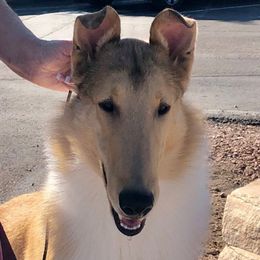 Oslo - Collie