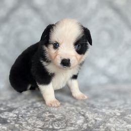 Casper - Black & white male Miniature American Shepherd puppy in Noble, Oklahoma from Roserock Aussies