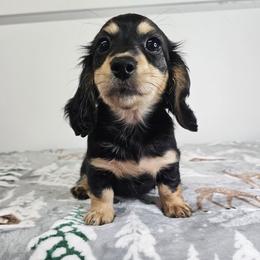 Black and cream female - Black and cream female Dachshund puppy in Belle Rive, Illinois from Akin's Miniature Dachshunds, LLC