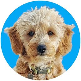 Skye - Goldendoodle