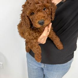 Luisa - Red  female Goldendoodle puppy in Conklin, Michigan from Lake Michigan Couture Cavapoos & Cockapoos
