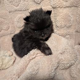 Teddy Jr. - Black male Pomeranian puppy in Syracuse, New York from Precious Fancy Feet Pomeranians
