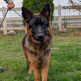 Pandora - Black and red female German Shepherd puppy in Stockton, California from Zaragoza German Shepherds