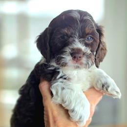 Rock - Brown white and tan male Cockapoo puppy in Flippin, Arkansas from Dare to Doodle