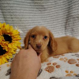 Canyon - Red male Dachshund puppy in Hudson, Michigan from Mittentail Kennel Miniature Dachshunds & Australian Shepherds