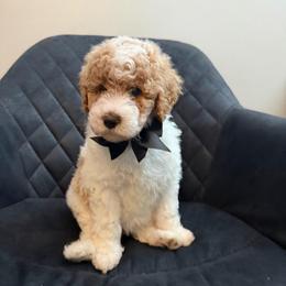 Belgium - Parti female Poodle puppy in New Britain, Connecticut from Poodles of New England