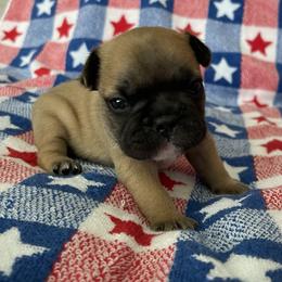 French Bulldog Puppies from The Frenchie Lady Co.