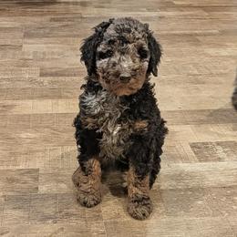 Lucy - Blue merle female Aussiedoodle puppy in Yacolt, Washington from Aussiedoodles by Maggie