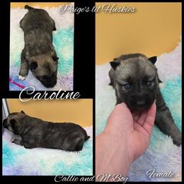 Caroline - Agouti and white female Siberian Husky puppy in Bloomfield, Indiana from Paiges lil huskies