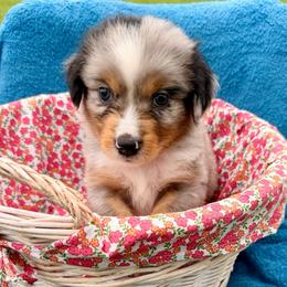 Light green - Blue merle male Miniature Australian Shepherd puppy in 32046, Florida from River Hill Ranch