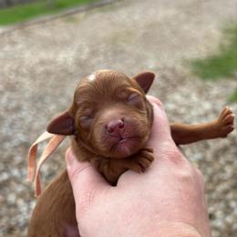 Queenie - Red  female Goldendoodle puppy in Wharton, Texas from Little Fur Friends
