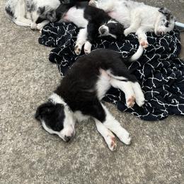 Border Collie Puppies from Roaring River Border Collies