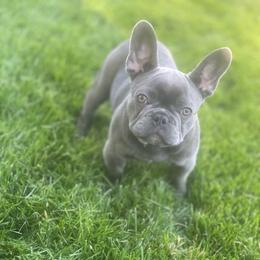 Jersey blue Brindle OFA certified parents - Blue female French Bulldog puppy in Billings, Montana from Montana Made Frenchies