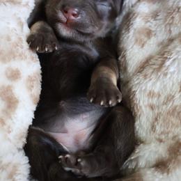 Latte - Liver female Miniature Schnauzer puppy in Miami, Florida from Chiquiticos Shnauzers