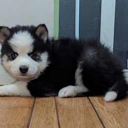 MxE G1 - Black and white female Pomsky puppy in Charlotte, Michigan from Moore Pomskies