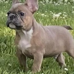 French Bulldogs from Hood-Bred Frenchies