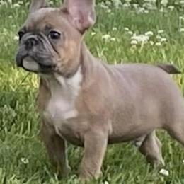 French Bulldogs from Hood-Bred Frenchies
