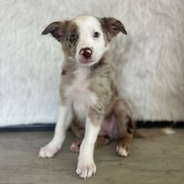 Tom Brady - White and red merle male Bordoodle puppy in Valley Center, California from Circle R Valley Farms