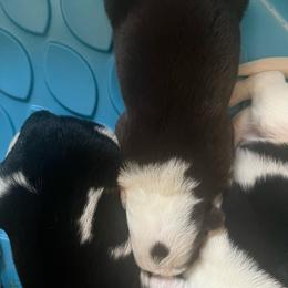 Boy 4 - Chocolate male Border Collie puppy in Salem, Oregon from Croisan Creek Border Collies