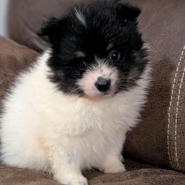 Parti Boy - Black parti male Pomeranian puppy in Danielsville, Georgia from PassionatePomPoms