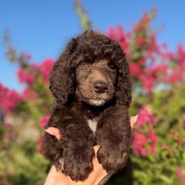 Sunny - Brown male Poodle puppy in Midwest City, Oklahoma from Strawberry Hill Puppy Patch