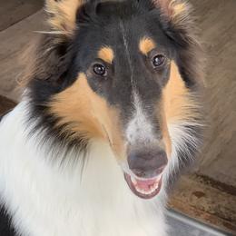 Jett - Collie