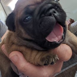 Boy 4 - French Bulldog puppy in La Center, Washington from Frenchies & Labs