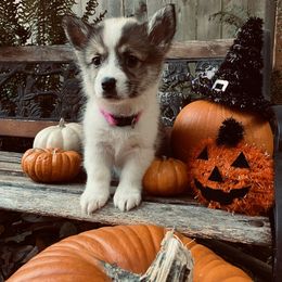 American Corgi and Pembroke Welsh Corgi Puppies from Cascadian Space Coast Corgis LLC