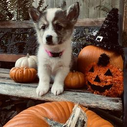 American Corgi and Pembroke Welsh Corgi Puppies from Cascadian Space Coast Corgis LLC