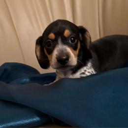 Sammie - Black and cream male Dachshund puppy in Tarrant County, Texas from Louis' Litters