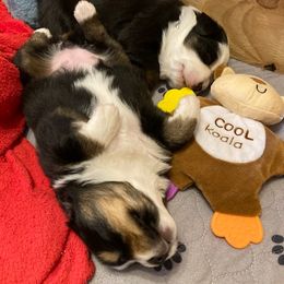 Miniature Australian Shepherd Puppies from Liberty Luck Mini Aussies