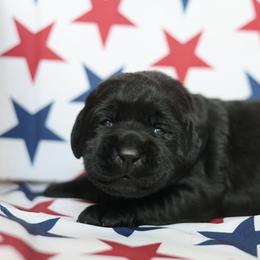 Rosie - Black female Labrador Retriever puppy in Williamston, South Carolina from Dutton Dog Co & Dalla Grazia Doberman
