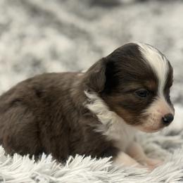 Dottie - Blue merle female Toy Australian Shepherd puppy in Ambrose, Georgia from Brandilyn's Aussies