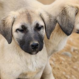 Central Asian Shepherd Dogs and Kangals from VSH Kangal Dogs